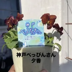 2025年最新】ビオラ神戸べっぴんさんの人気アイテム - メルカリ