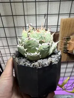 2026年最新】レッドヴェノムアガベの人気アイテム - メルカリ