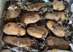 マスカッツ様 リクエスト 2点 まとめ商品