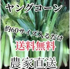 農家直送ヤングコーン６０サイズ入るだけのサムネイル