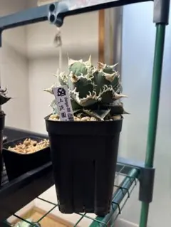 Agave titonota アガベチタノタ　白豪刺　子株②のサムネイル