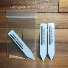 2025年最新】パキポディウム タッキーの人気アイテム - メルカリ