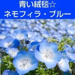 花の種 青い絨毯☆ネモフィラ・インシグニスブルー 200粒ほど