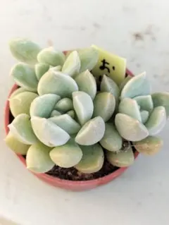 多肉植物 おはな(抜き苗)のサムネイル