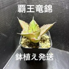 超メルカリ市セール　アガベ　チタノタ　覇王竜錦　安心の発根済 鉢植え発送のサムネイル