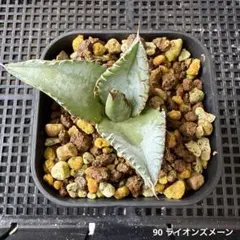 る*り様 90 アガベ　チタノタ ライオンズメーンのサムネイル