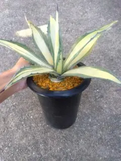 2026年最新】那智の輝きの人気アイテム - メルカリ