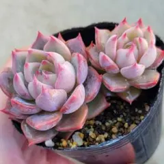 ❤️専用出品❤️おらいさん苗　ミックスベリア　　　❤️赤鬼❤️発根開始♪　札なし 赤鬼 札付きポットごとメルカリ便おらいさん苗ミックスベリア - メルカリ