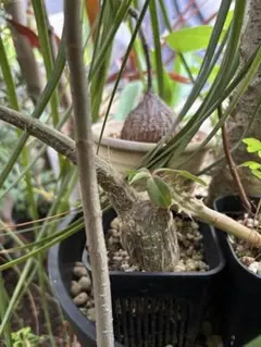 レア アンスリウム Anthurium sp 'Long tongue' - メルカリ