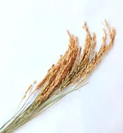 稲穂10本、しめ縄、正月飾り、リース、ドライフラワー用