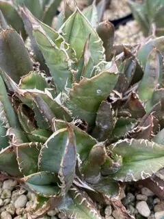 Baby the Cloud様 リクエスト 2点 まとめ商品