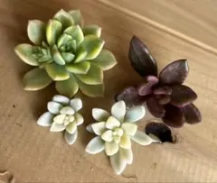 多肉植物　錦　カット苗セット