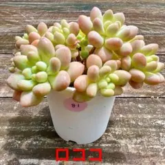 つるもも様 リクエスト 2点 まとめ商品