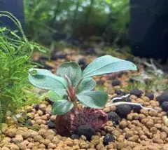 すぬーぴー様 リクエスト 2点 まとめ商品