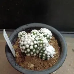 2025年最新】マミラリアの人気アイテム - メルカリ