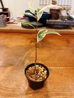 2025年最新】ガジュマル 斑入りの人気アイテム - メルカリ