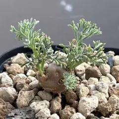 2025年最新】モンソニア ムルチフィダの人気アイテム - メルカリ