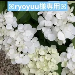 ♡ryoyuu様専用♡