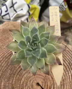 2025年最新】ミソップ苗の人気アイテム - メルカリ