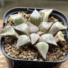 珍しいハオ楽園　水晶101コンプト錦　H1992 超美株 珍しいハオ楽園 水晶101コンプト錦 H1992 超美株 - メルカリ