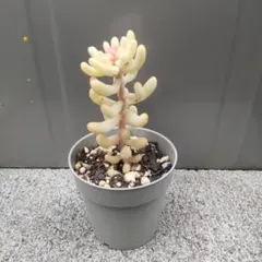 多肉植物　　乙女心錦　カット苗A