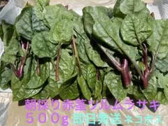 新鮮 朝採り 赤茎ツルムラサキ５００g即日発送ネコポスのサムネイル