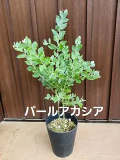 プロテア マグニフィカ クイーンプロテア 鉢植え 苗① レア品種 - メルカリ