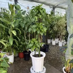 観葉植物 ドラセナ ドラド 3本植え 10号鉢 尺鉢 - メルカリ