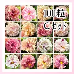 【Ｃセット】　100粒　ビオラ・パンジーの種　ボール咲き入りのサムネイル
