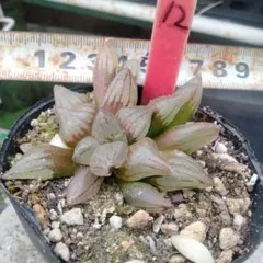 多肉植物ハオルチア　アトロフスカミュータント抜き苗のサムネイル
