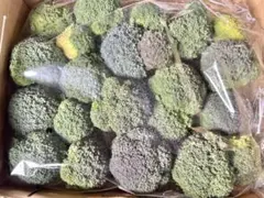 宮崎産訳あり 脇芽ブロッコリー コンパクト便