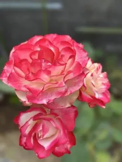 2026年最新】バラ挿し木苗の人気アイテム - メルカリ