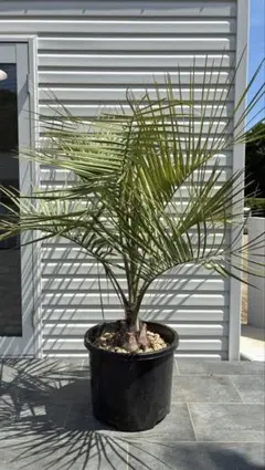 4【テーブルヤシ 約200cm】超大型観葉植物｜南国リゾート｜ - メルカリ