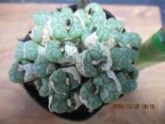 きなこもっち〜様 リクエスト 3点 まとめ商品