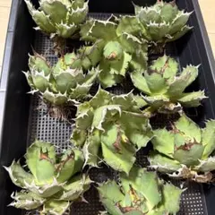 スーパー白鯨 大株 1株 アガベ チタノタ - メルカリ