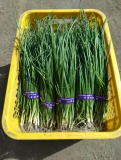 2025年最新】玉ねぎ苗 もみじの人気アイテム - メルカリ