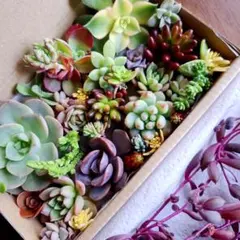 みどり牡丹　多肉植物詰め合わせセット。カット苗。寄せ植えセット。多肉弁当