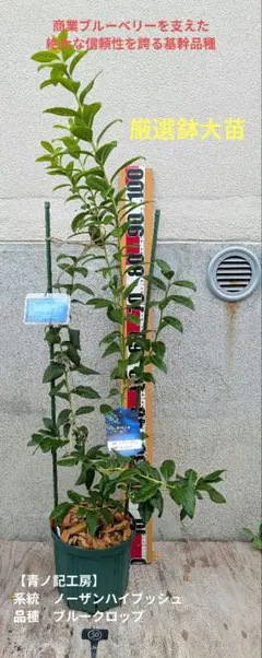 Top【選抜株】多肉植物 361589ブルー アンド ワイト40個 鉢無し/脱土