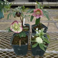 2026年最新】クリスマスローズ原種交配の人気アイテム - メルカリ