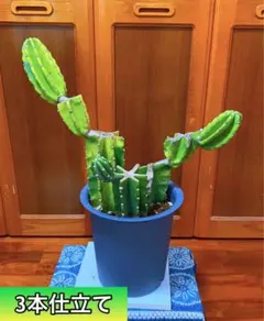 2025年最新】柱サボテン ブランチの人気アイテム - メルカリ