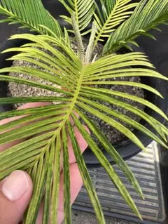 r*o様 希少 サイカス レボルタ ソテツ斑入 蘇鉄総散り斑 r*o様 希少 サイカス レボルタ ソテツ斑入 蘇鉄総散り斑 - メルカリ