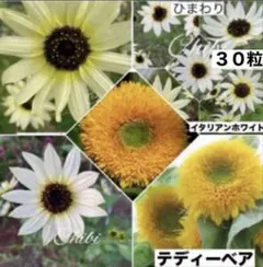 ❤️珍しい☆ひまわりイタリアンホワイト 種３０粒&ひまわりテディーベアー種１０粒