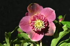 2026年最新】加藤農園モーリーの人気アイテム - メルカリ