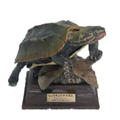 魚の標本 ガラス容器入り 約10cm ギギ ネイチャーテクニカラー - メルカリ