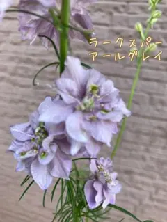 ラークスパーアールグレイ　種30粒　♡ えらべるおまけ付きのサムネイル