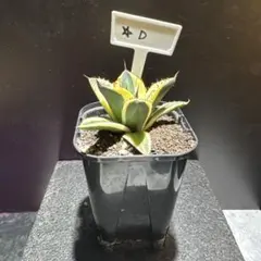 美株　希少　サンスベリアビューティークイーン　中株　レア　鉢ごとメルカリ便② 美株 希少 サンスベリアビューティークイーン 中株 レア 鉢ごと