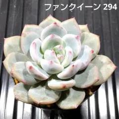 ファンクイーン 294 エケベリア 多肉植物 抜き苗