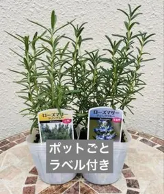 2025年最新】ローズマリーの人気アイテム - メルカリ