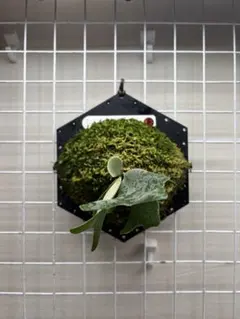 ヌークスポア Nook タイ株 タグ付き - メルカリ