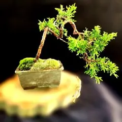 岩松 イワヒバ 高山植物 苔盆栽Special - メルカリ